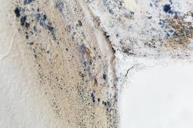 Best Black Mold Removal  in Kingman, AZ